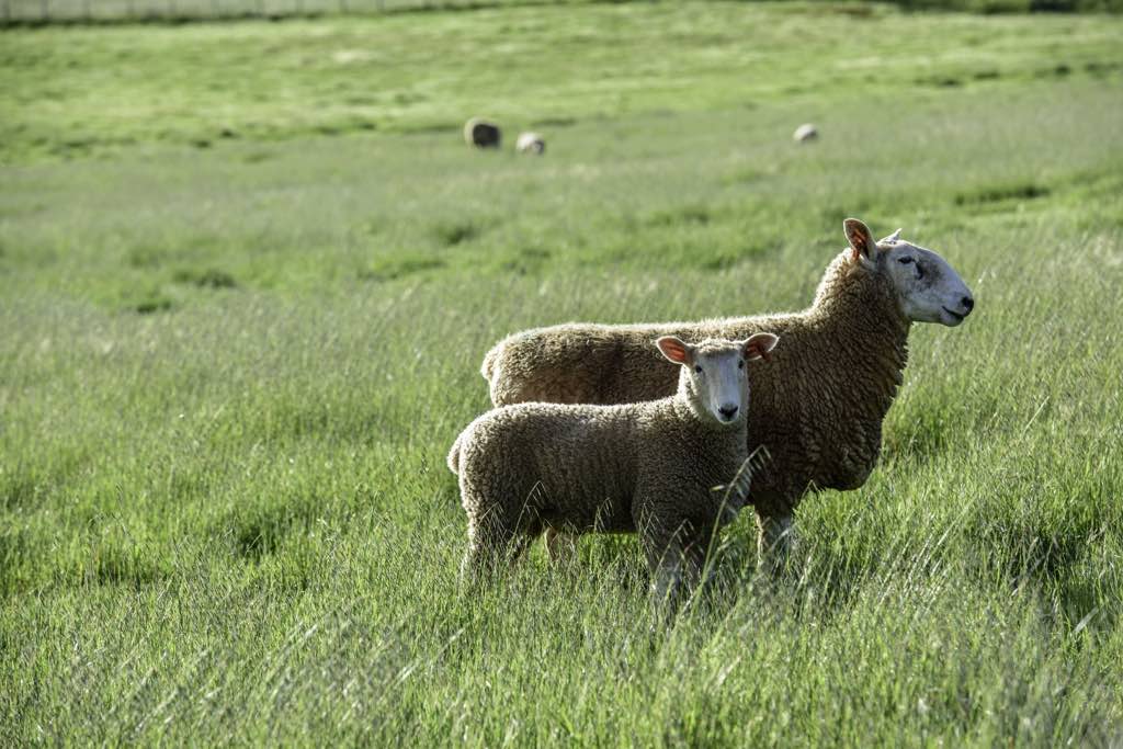 Border Leicester Sheep