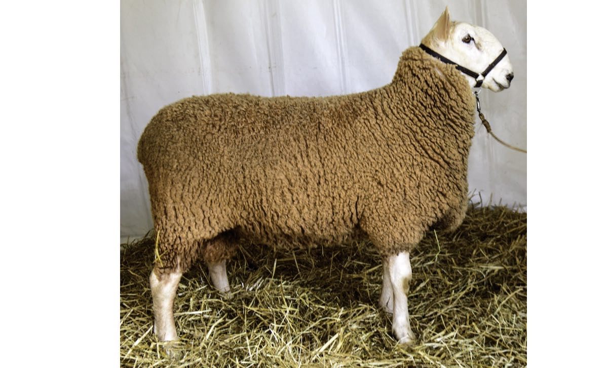 Border Leicester Sheep